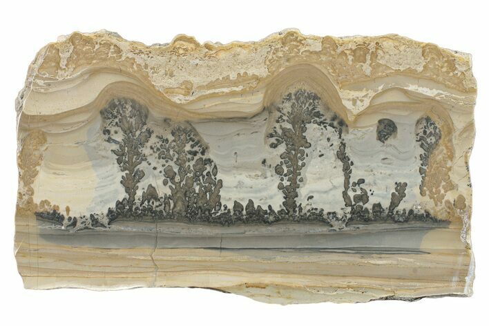 Triassic Aged Stromatolite Fossil - England #279488